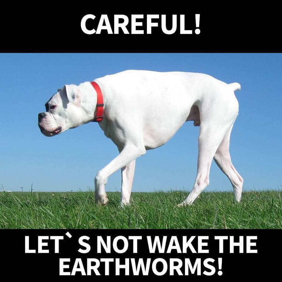 Boxer meme - careful! Let's not wake the earthworms!
