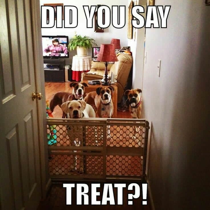 Boxer Meme - Did you say treat