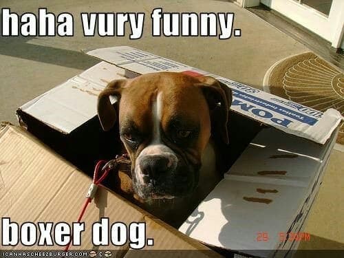 Boxer Meme - haha vury funny. boxer dog.