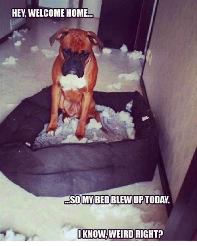 Boxer Meme - Hey, welcome home... so my bed blew up today. I know weird right