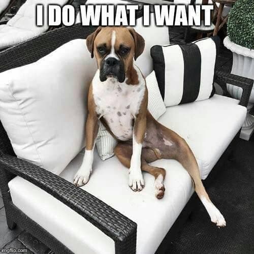 Boxer Meme - I do what I want