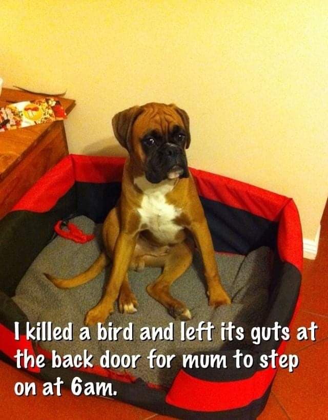 Boxer meme - i just farted sorry but you might die