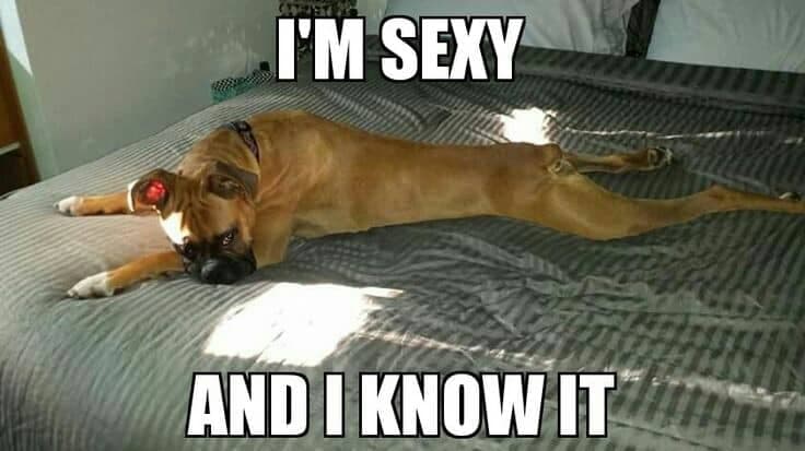 Boxer Meme - I'm sexy and I know it