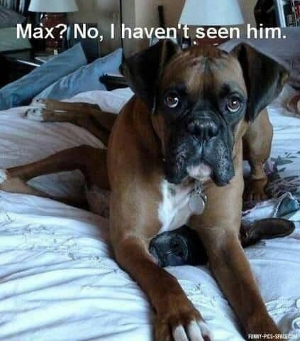 Boxer meme - max, no, i haven't seen him.
