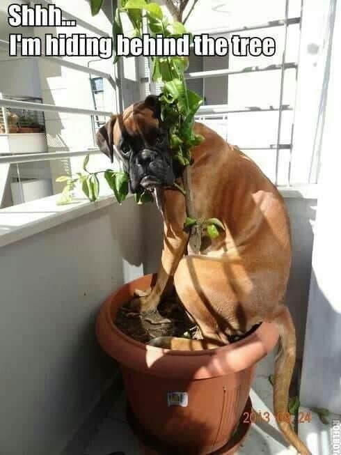 Boxer Meme - Shhh... I'm hiding behind the tree