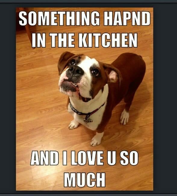Boxer meme - something hapnd in the kitchen and i love u so much
