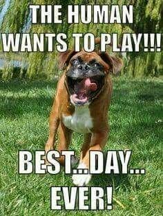 Boxer Meme - The human wants to play!!! best...day...ever!