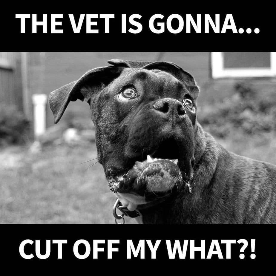 Boxer Meme - The vet is gonna... cut off my what!