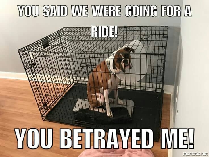 Boxer meme - you said we were going for a ride! You betrayed me!