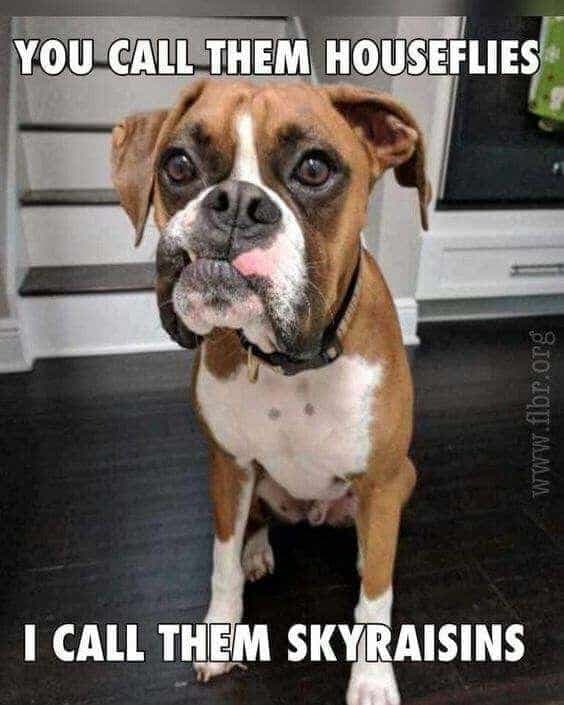 Boxer Meme - Yes, I know I've gotten hair all over the couch... It's called 'fur'niture, Isn't it