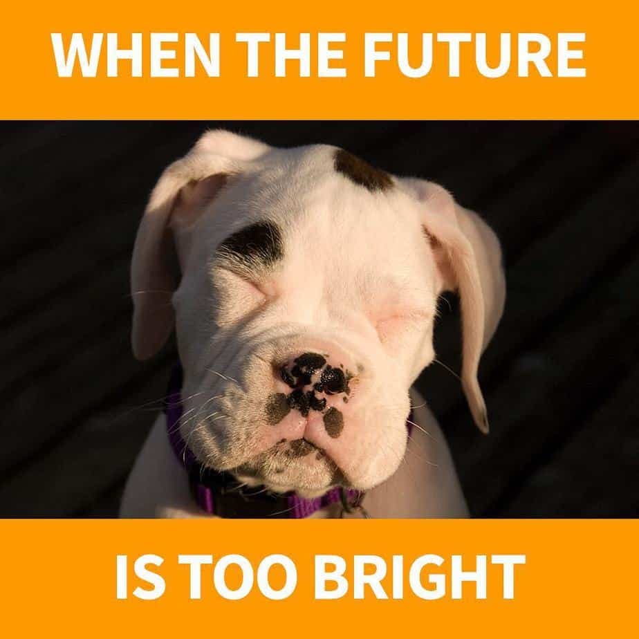 Boxer meme - when the future is too bright