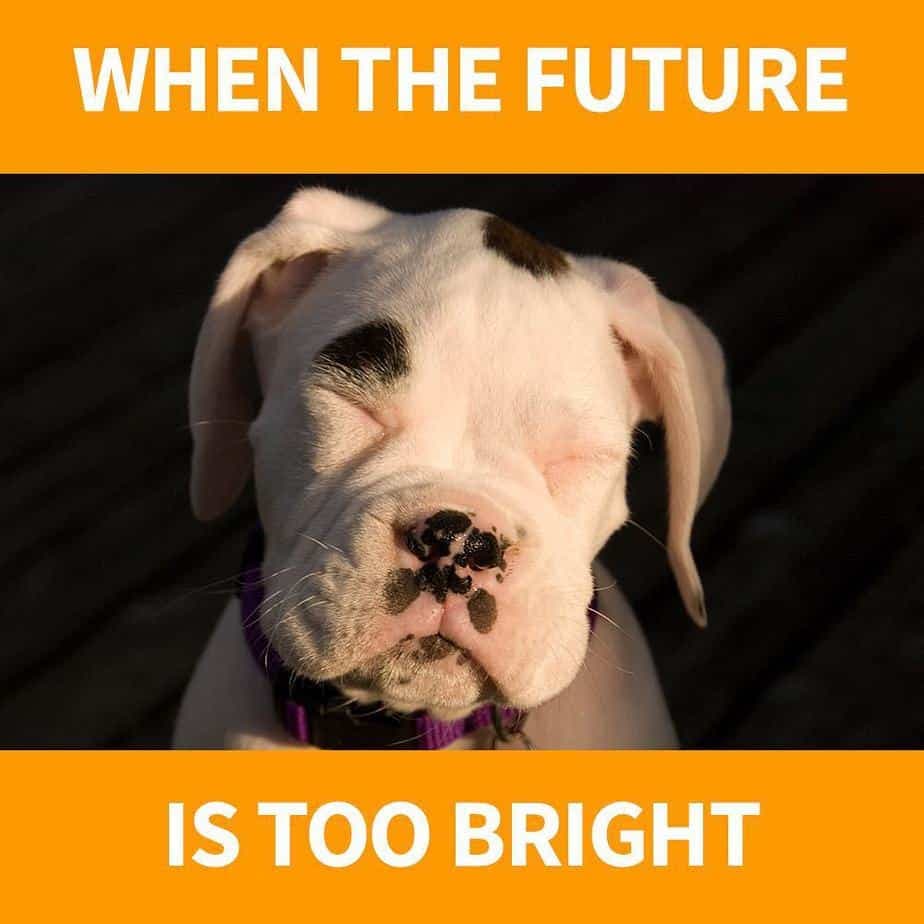 Boxer Meme - When the future is too bright