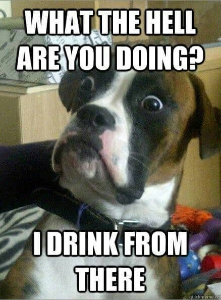 Boxer Meme - What the hell are you doing I drink from there