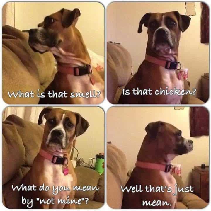 Boxer meme - what is that smell. Is that chicken. What do you mean by not mine. Well that's just mean