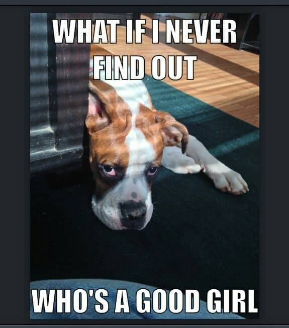 Boxer meme - what if i never find out who's a good girl