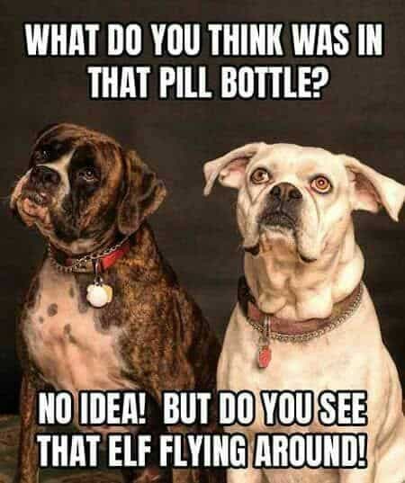Boxer meme - what do you think was in that pill bottle. No idea! But do you see that elf flying around!