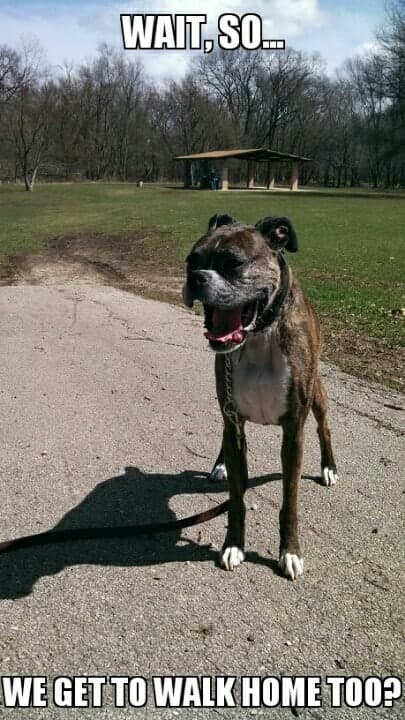 Boxer Meme - Wait, so... we get to walk home too