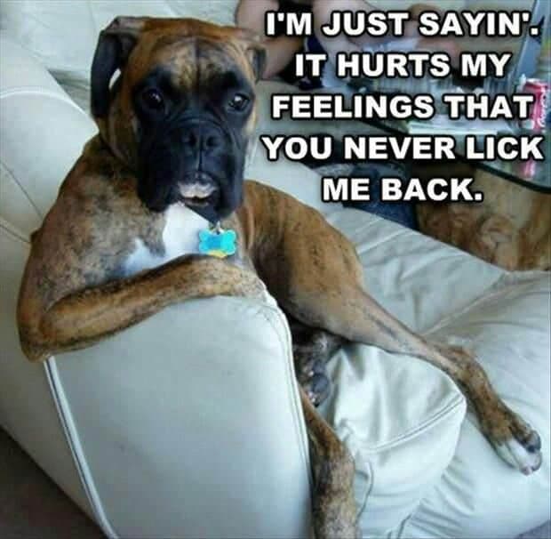 Boxer Meme - I'm just sayin' it hurts my feelings that you never lick me back.