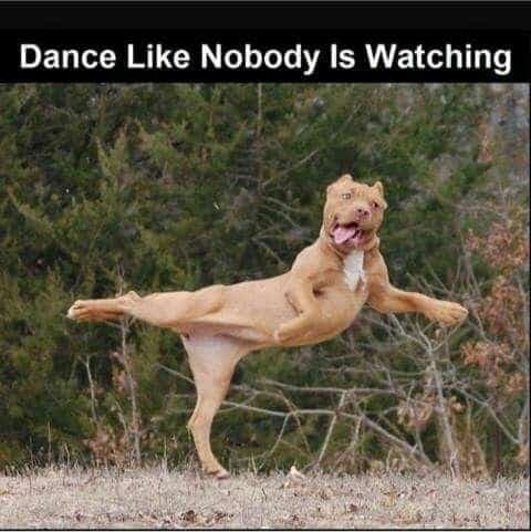 Dancing dog meme - dance like nobody is watching