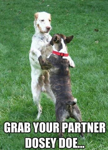 Dancing dog meme - grab your partner dosey doe...