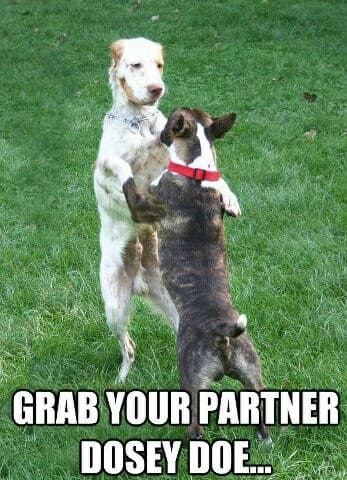 Dancing Dog Meme - Grab your partner dosey doe...