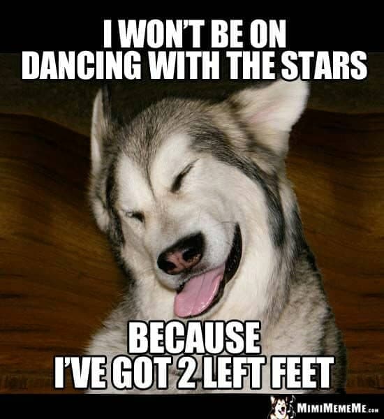 50+ Best Dancing Dog Memes