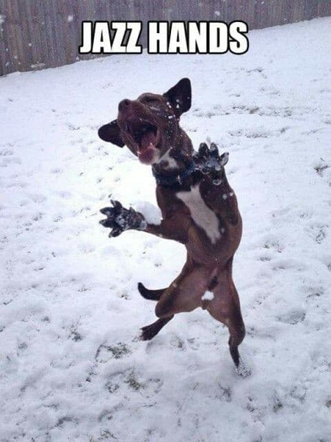 Dancing dog meme - jazz hands