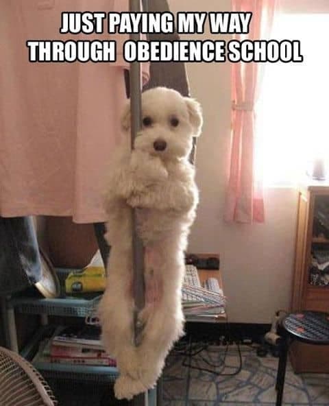 Dancing dog meme - just paying my way through obedience school