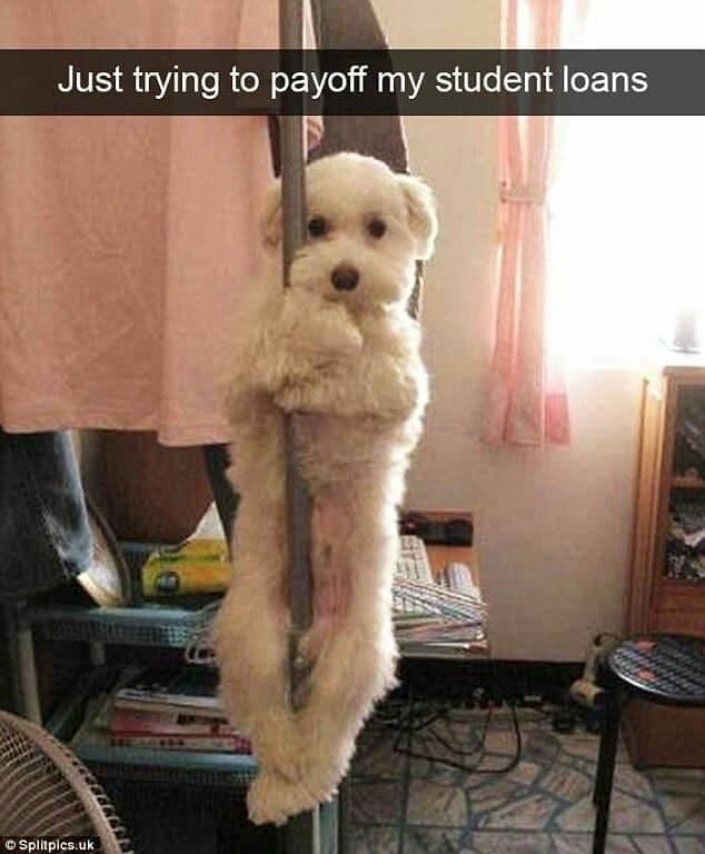 Dancing dog meme - just trying to payoff my student loans