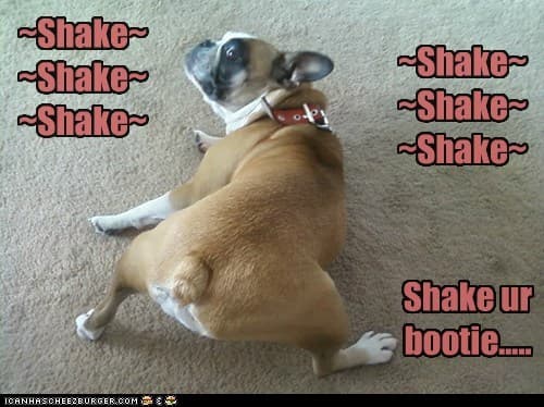 Dancing dog meme - shake shake shake shake shke shake shake ur bootie.....