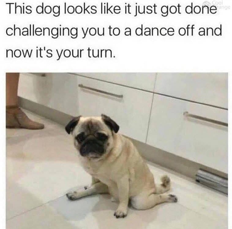 Dancing dog meme - this dog looks like it just got done challenging you to a dance off and now it's your turn.