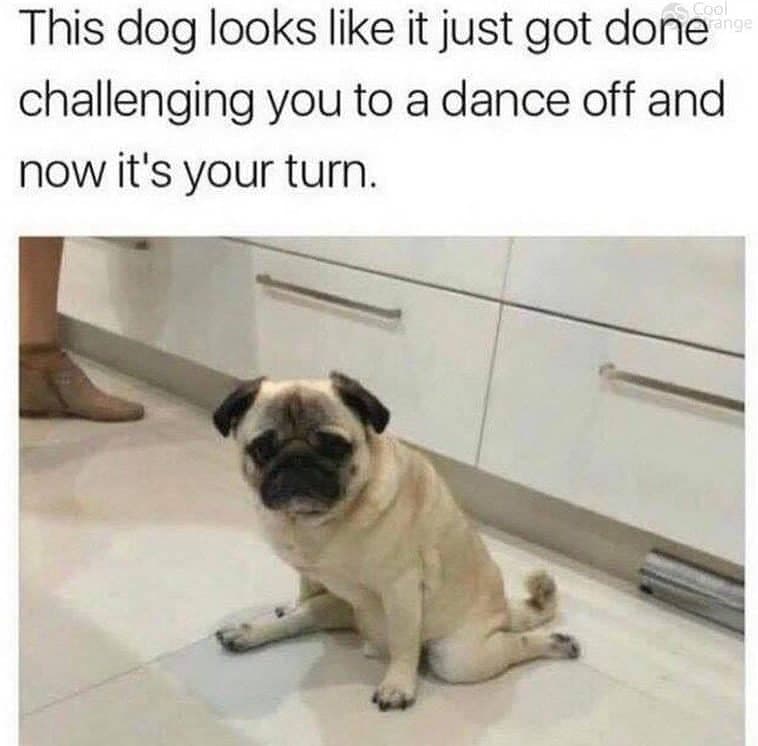 Dancing Dog Meme - This dog looks like it just got done challenging you to a dance off and now it's your turn.