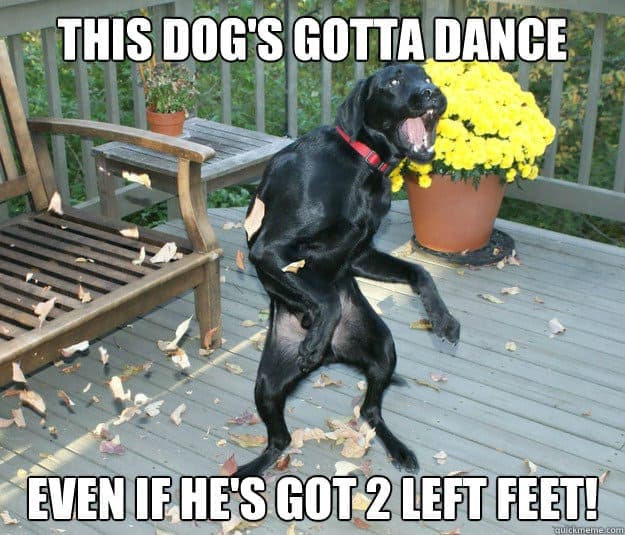 Dancing dog meme - this dog's gotta dance even if he's got 2 left feet