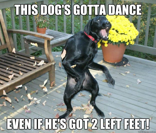 Dancing Dog Meme - This dog's gotta dance even if he's got 2 left feet