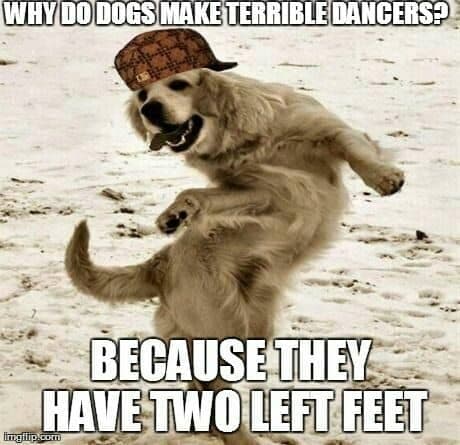 Dancing dog meme - why do dogs make terrible dancers. Because they have two left feet