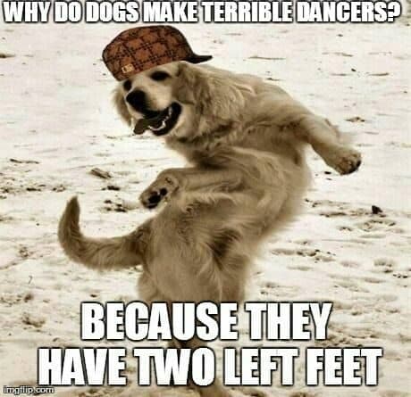 Dancing Dog Meme - Why do dogs make terrible dancers. Because they have two left feet