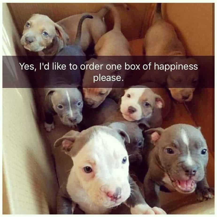 Pitbull Meme - Yes, I'd like to order one box of happiness please