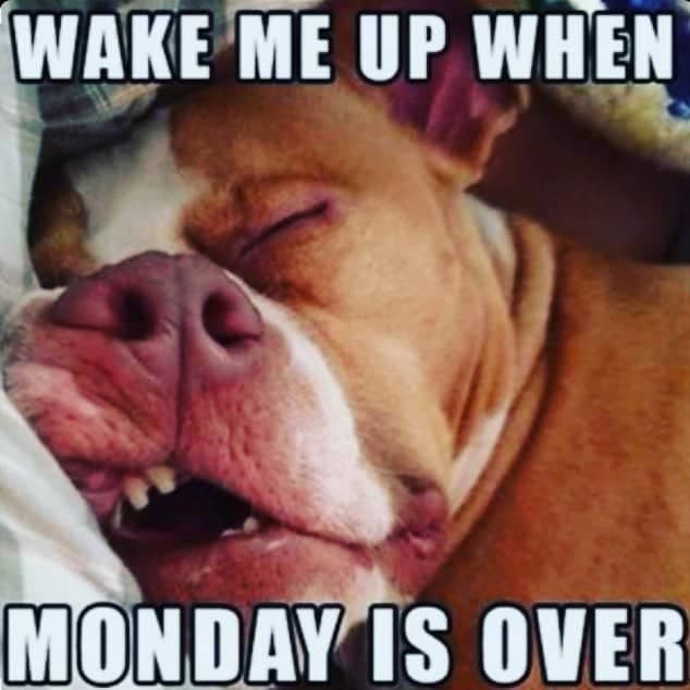 Pitbull meme - wake me up when monday is over
