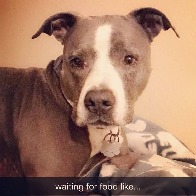 Pitbull Meme - Waiting for food like... 