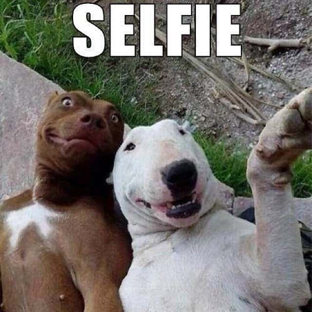 Pitbull Meme - Selfie