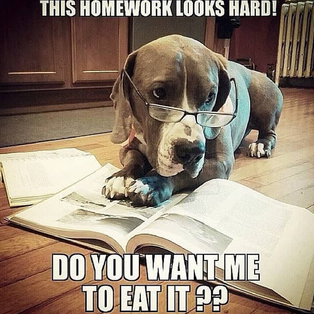 Pitbull meme - this homework looks hard do you want me to eat it