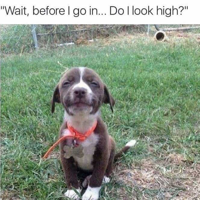 Pitbull Meme - Wait, before I do in... Do i look high 