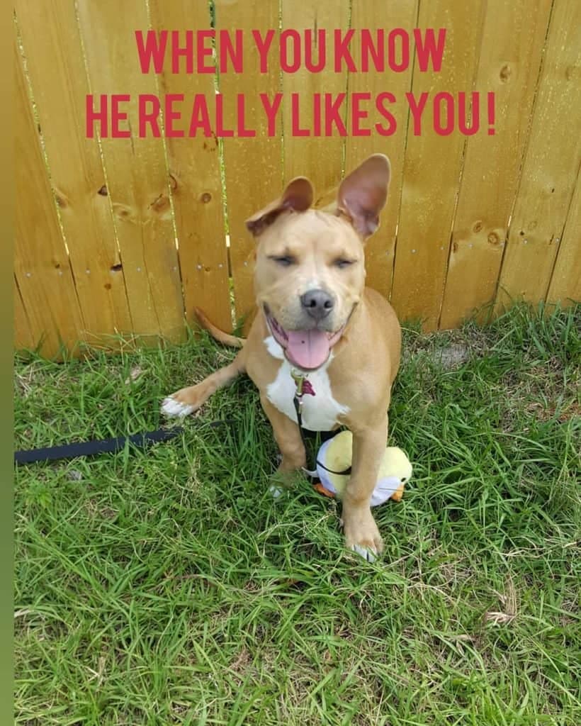 Pitbull meme - when you know he really likes you!