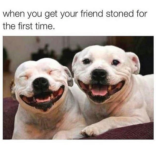Pitbull meme - when you get your friend stoned for the first time.
