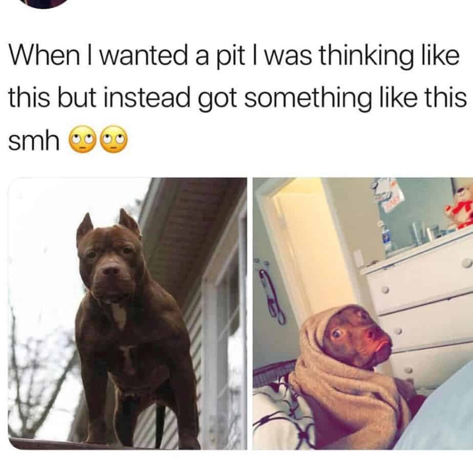 Pitbull meme - when i wanted a pit i was thinking like this but instead got something like this smh