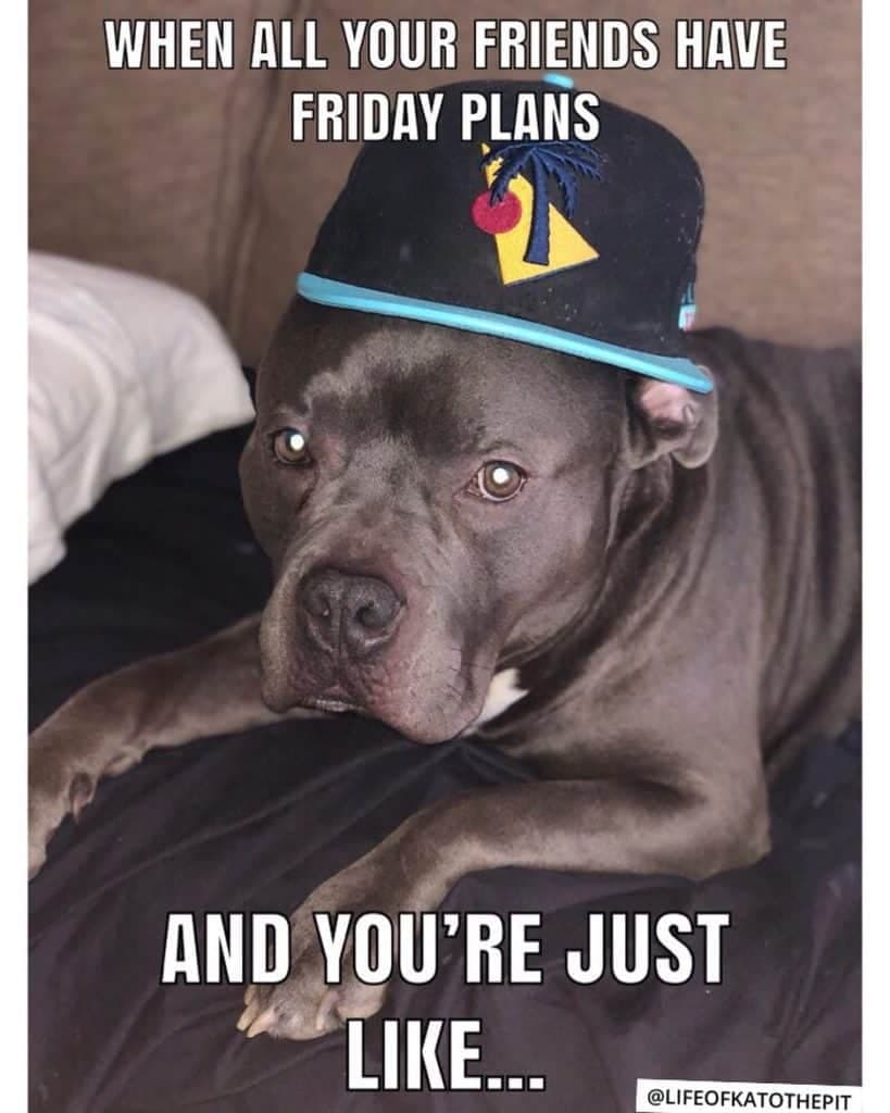 Pitbull meme - when all your friends have friday plans and you're just like...