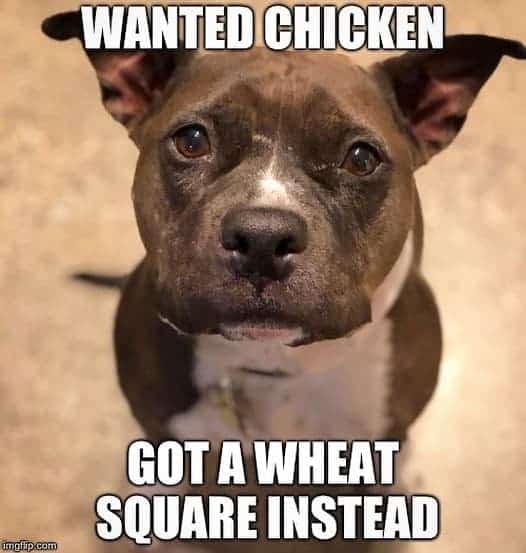 Pitbull meme - wanted chicken got a wheat square instead