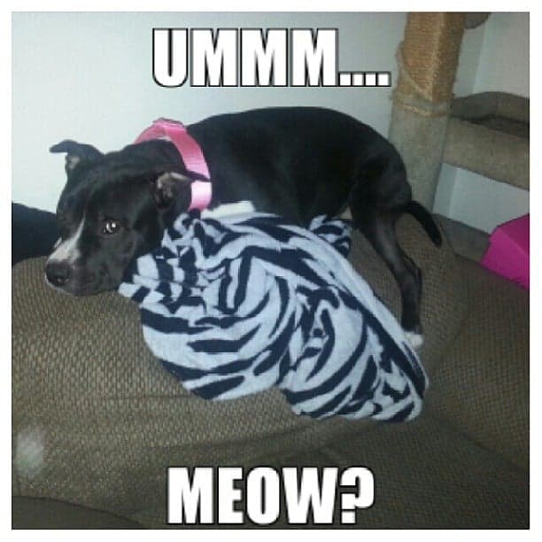 Pitbull meme - ummm.... Meow