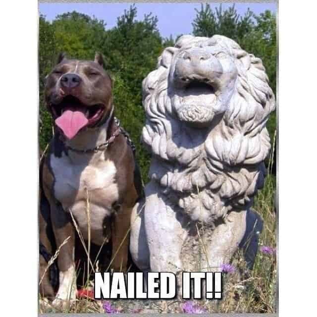 Pitbull Meme - Nailed it!