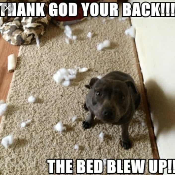 Pitbull meme - thank god your back the bed blew up